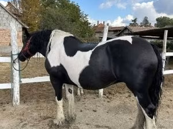 Toychoq, Gypsy horse