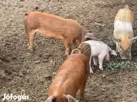 Boar, Pigs — photo 2
