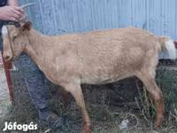 公山羊, Goats — 照片 2