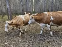 Sigir, Simmental cattle — 1-rasm