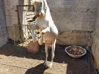 Kozioł, Saanen goat — zdjęcie 7
