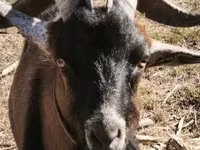 Boucs, Alpine goat — photo 6