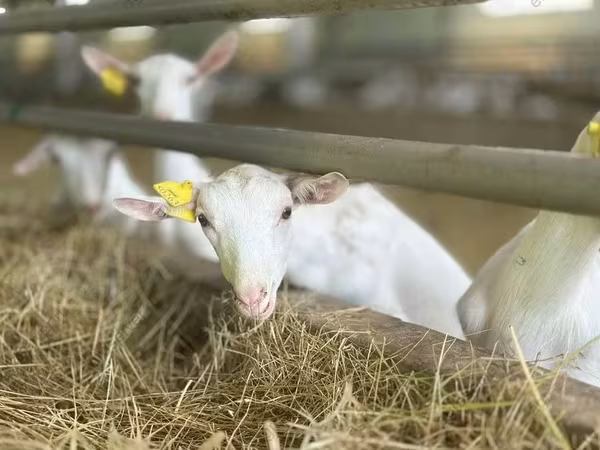 Коза, Saanen goat