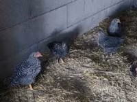 Chickens — zdjęcie 4