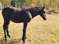 Hengst, Nonius horse — Foto 3