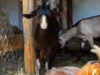 Kozioł, Nubian Goat — zdjęcie 6