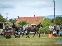 Caballo, Caballos — foto 3