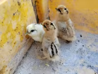 Silkie — zdjęcie 2