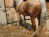 فرس, الخيول — الصورة 2