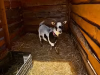母山羊, Goats — 照片 2