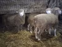 Carnero, Ile-de-France sheep — foto 3
