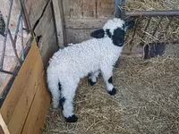Qoʻchqor, Wallis Country sheep — 3-rasm