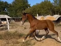 Hengst, Dutch warmblood horse — Foto 1