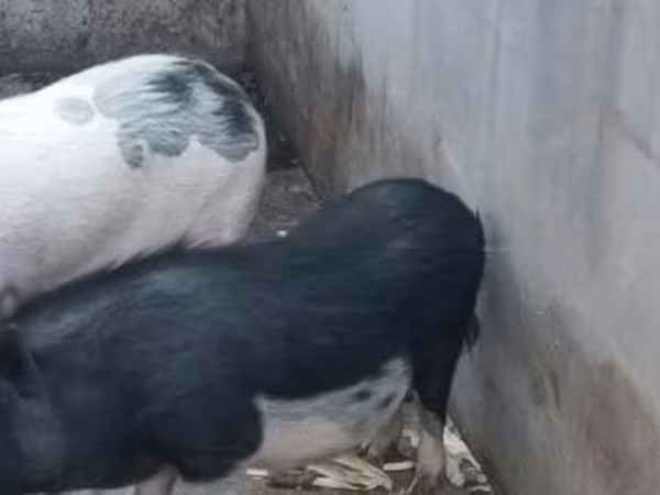 Porca,  — Hungria