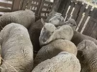 Qoʻy, Blackheaded Persian sheep — 8-rasm