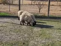 मेढ़ा, White Suffolk sheep — फ़ोटो 2