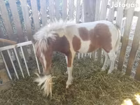 公马, Miniature horse — 照片 3