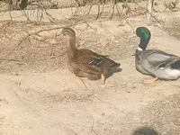 Ducks — 2-сурет