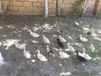 Nemački pekin — fotografija 2