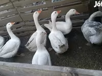 Geese — الصورة 1