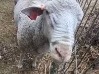 Baran, Merino sheep — zdjęcie 3