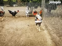 Chickens — الصورة 6
