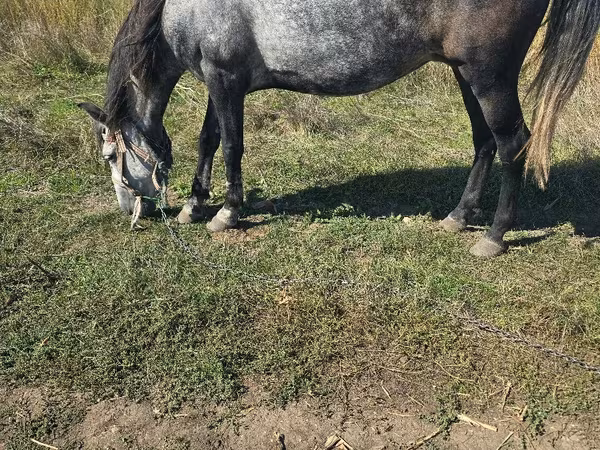 Kobyła, Konie