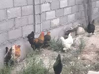 Chickens — fotografija 7