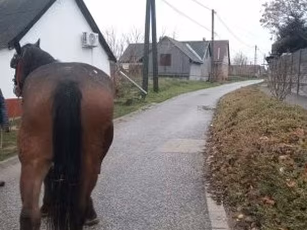 雌馬, 馬 — ハンガリー