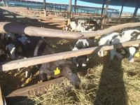 Bulle, Holstein-Rasse — Foto 2