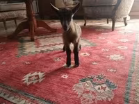 雄ヤギ, Alpine goat — 写真 4