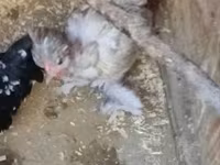 Chickens — 写真 1