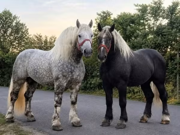 Caballo, Percheron