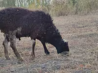 Qoç, Blackheaded Persian sheep — foto 7