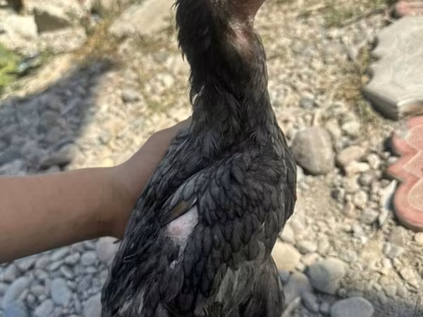 Derbiširska crvenokapa