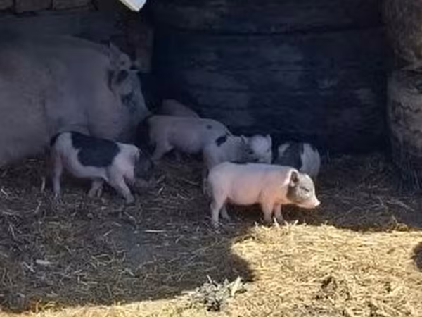 Свині (партія, стать не вказано), 