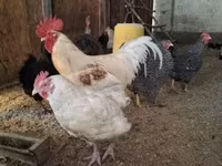 Chickens — foto 3