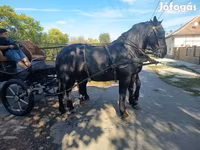 Yegua, Friesian — foto 5
