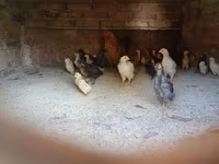 Guinea fowl — fotografija 6