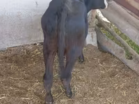 Krava, Russian Black pied cattle — fotografija 4