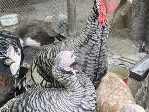 Turkeys — Hongrie