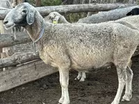 Brebis, Moutons — photo 2