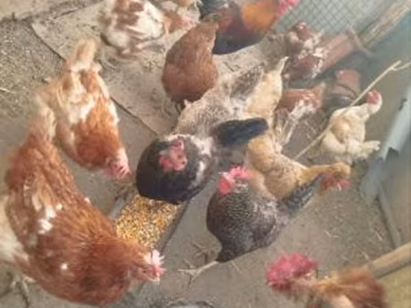 Chickens