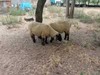 Қошқар, White Suffolk sheep — 7-сурет