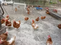 Chickens — الصورة 2
