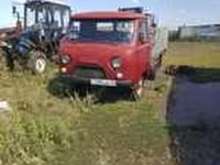 Бик, Білоголова українська — фото 1