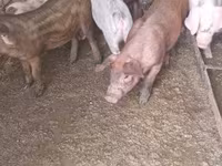 Cerdos (lote, sexo no especificado), Дюрок — foto 4