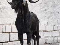 Jarac, Anatolian Black goats — fotografija 1