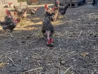 gallina danesa — foto 1