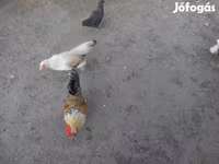 Bantam japonesa — foto 1